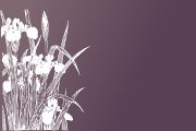 なら燈花会能能 杜若 袖神楽･素囃子 ほか